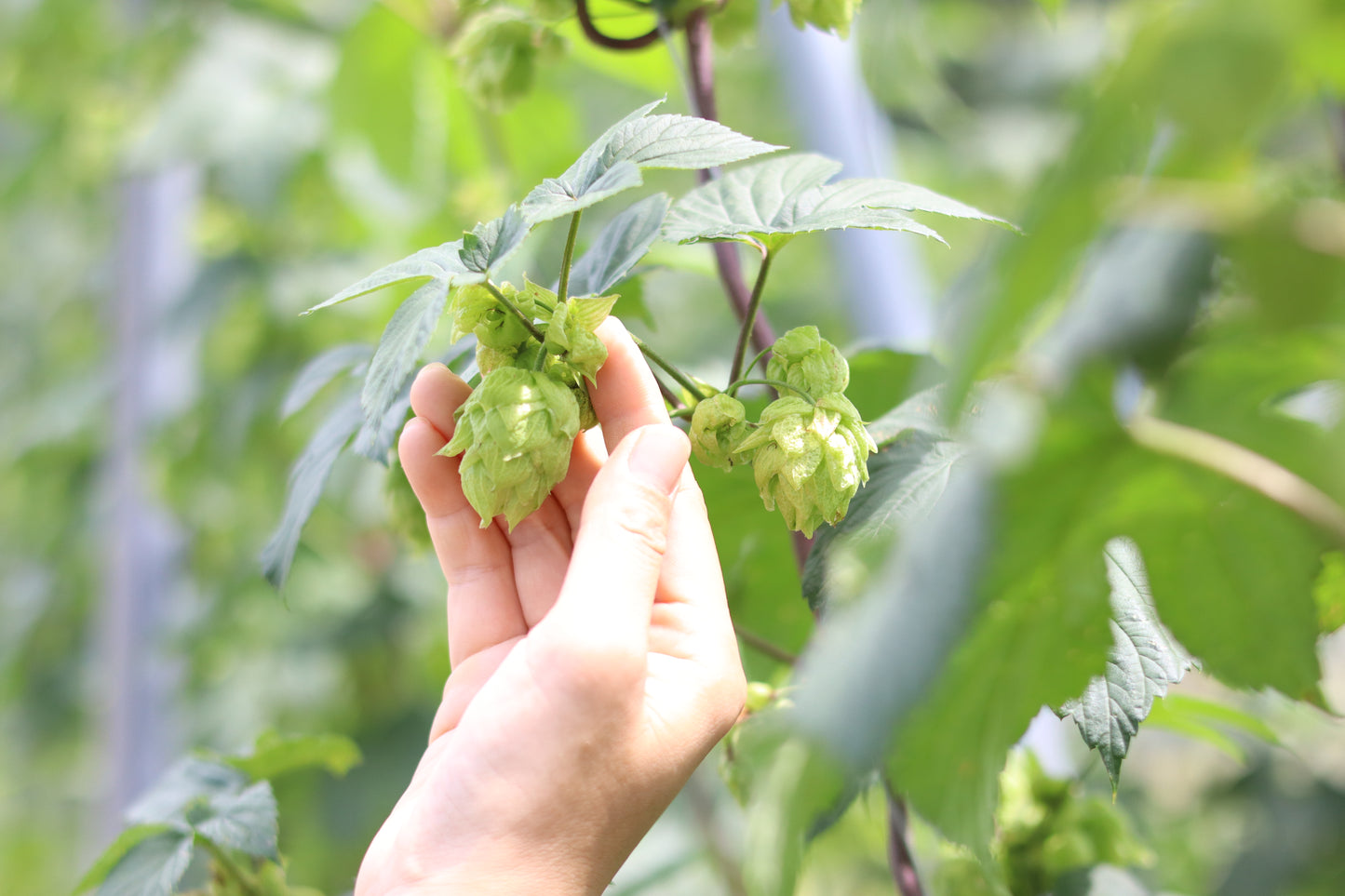 【よ〜いドン!放送記念(2026年1月中旬頃発送予定)】24本入りアソートセット(京のしおさい8本入り)